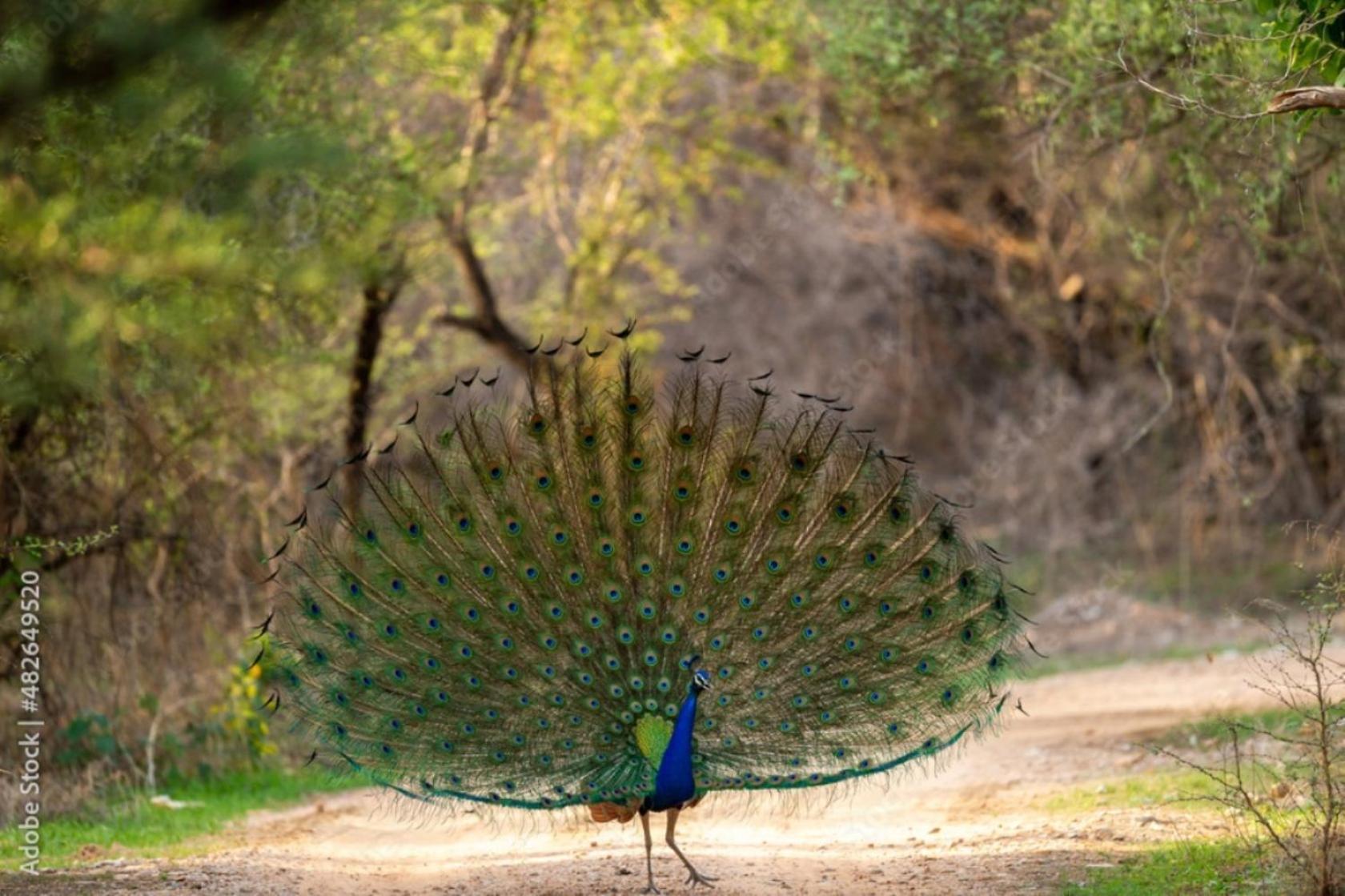 מלון Khilchīpur The Vanashrya Ranthambore מראה חיצוני תמונה