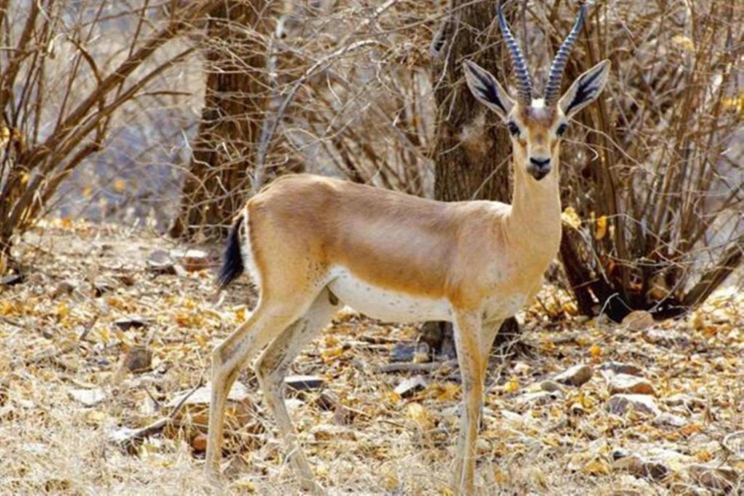 מלון Khilchīpur The Vanashrya Ranthambore מראה חיצוני תמונה